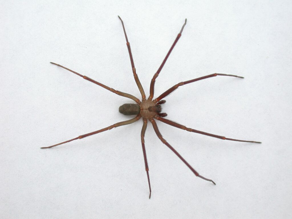 Spider bite - Wikipedia